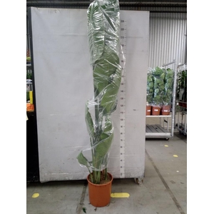 Strelitzia nicolai