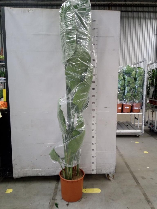 <h4>Strelitzia nicolai</h4>