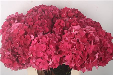 <h4>Hydr M Mag Rubyred</h4>