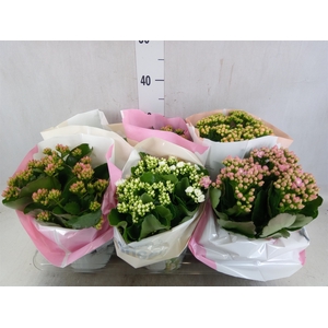 Kalanchoe blos.   ..rosebud mix GR