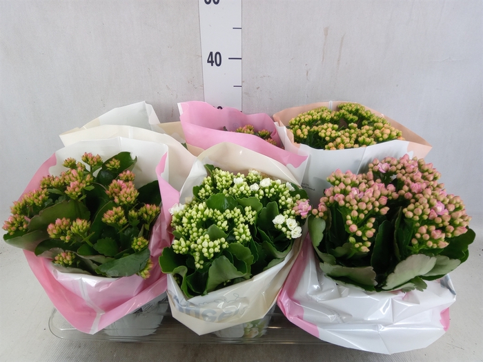 <h4>Kalanchoe blos.   ..rosebud mix GR</h4>