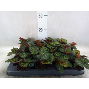 Calathea makoyana