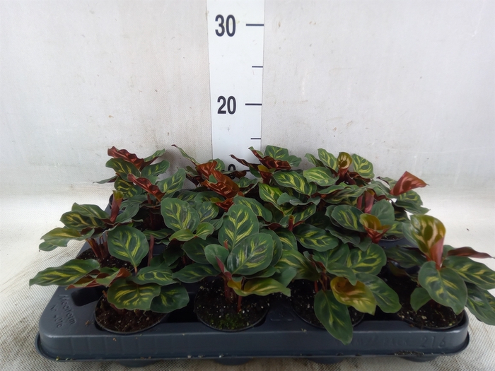 <h4>Calathea makoyana</h4>