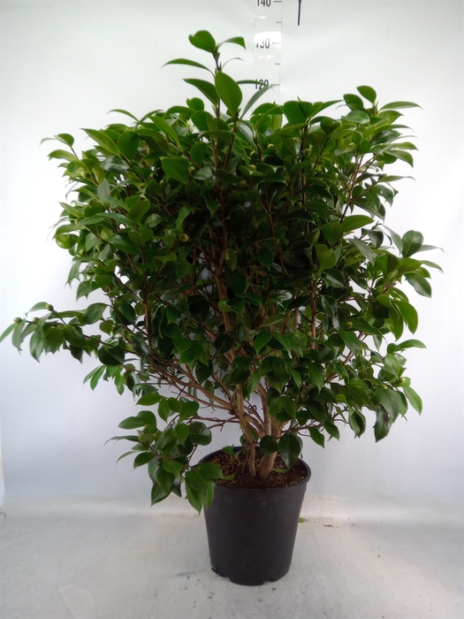 <h4>Camellia japonica</h4>