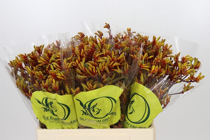 <h4>Anigozanthos Orange Velvet</h4>
