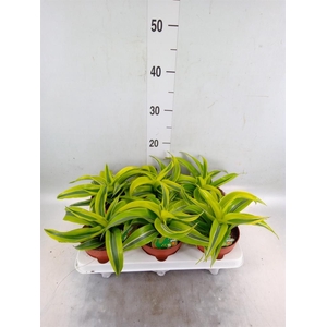 Dracaena frag. 'Lemon Surprise'