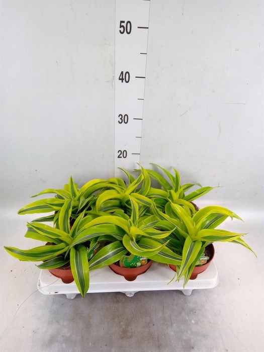 <h4>Dracaena frag. 'Lemon Surprise'</h4>