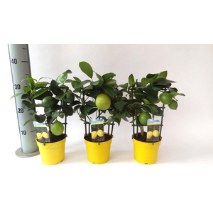 Citrus meyeri Lemon rack/trellis