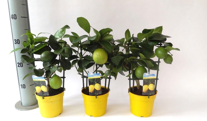 <h4>Citrus meyeri Lemon rack/trellis</h4>
