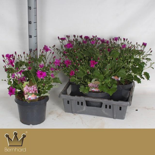 <h4>PERI C SEN MAG</h4>