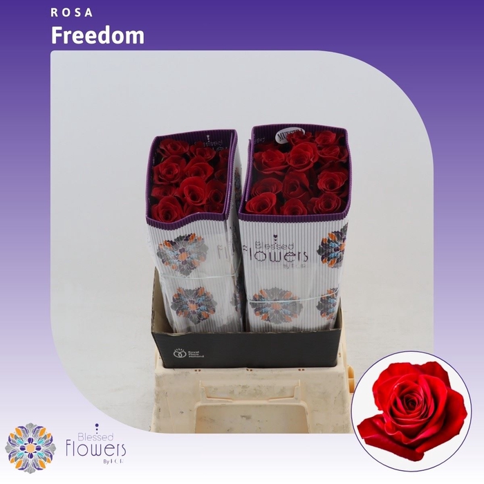 <h4>Rosa gr Freedom</h4>