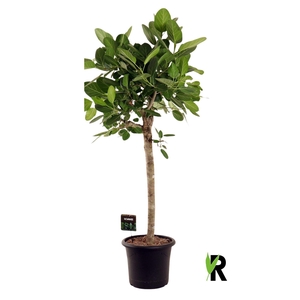 Ficus benghalensis 'Audrey'