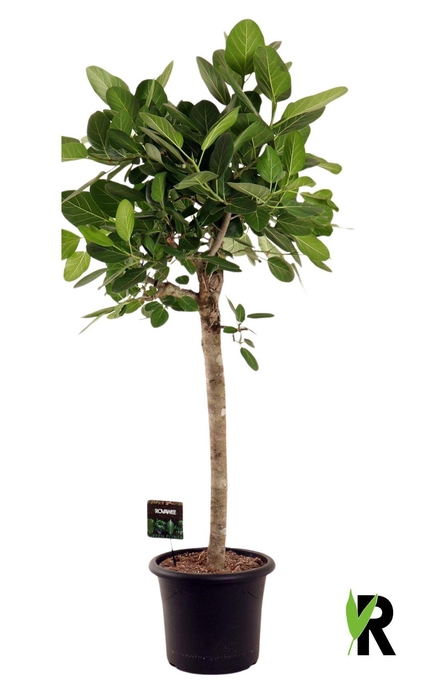 <h4>Ficus benghalensis 'Audrey'</h4>