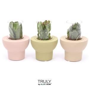 TRULY Crassula, Beaver