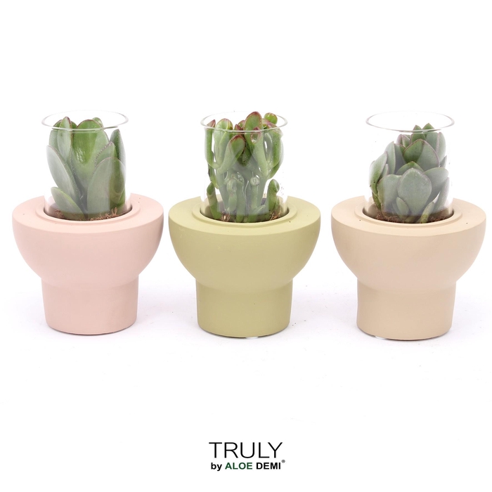 <h4>TRULY Crassula, Beaver</h4>