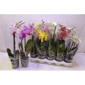 Phal Gem