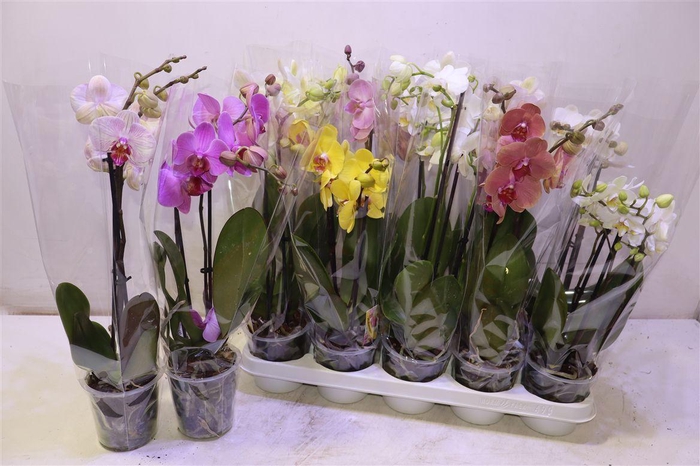 <h4>Phal Gem</h4>