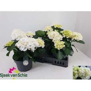 HYDR M CRYSTAL PALAC stock