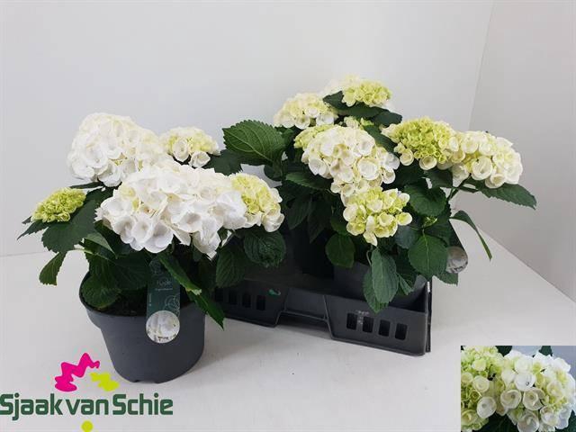 <h4>HYDR M CRYSTAL PALAC stock</h4>