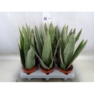 Sansevieria trifa.   ...