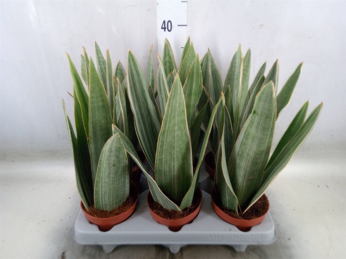 <h4>Sansevieria trifa.   ...</h4>