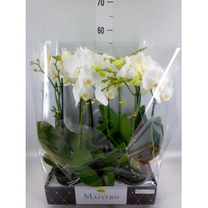 Phalaenopsis ...white