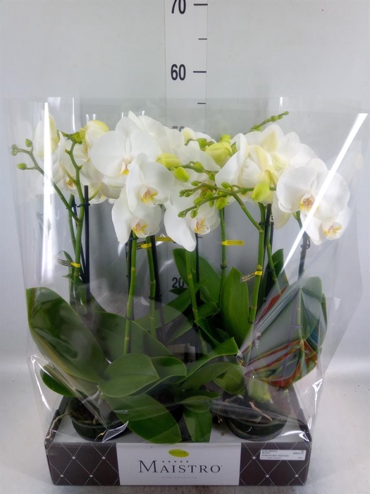 <h4>Phalaenopsis ...white</h4>