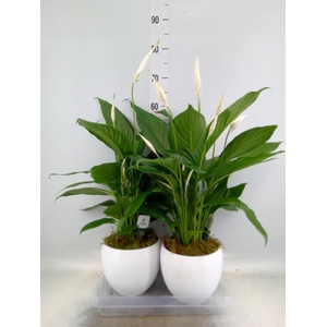 Spathiphyllum  'Bingo Cupido'