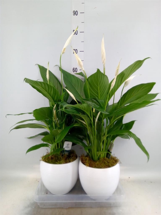 <h4>Spathiphyllum  'Bingo Cupido'</h4>