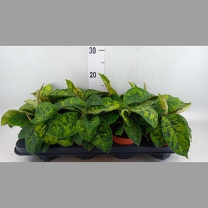 Homalomena wal. 'Camouflage'