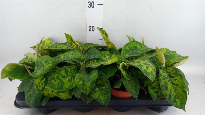 <h4>Homalomena wal. 'Camouflage'</h4>