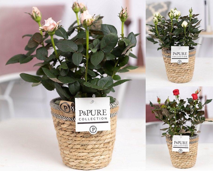 <h4>Rosa gemengd in P&PURE Basket 6</h4>