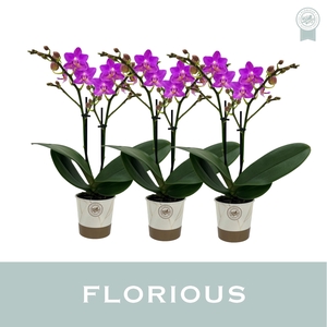 No9 Phal 2 Tak Roze Pink Flamingo