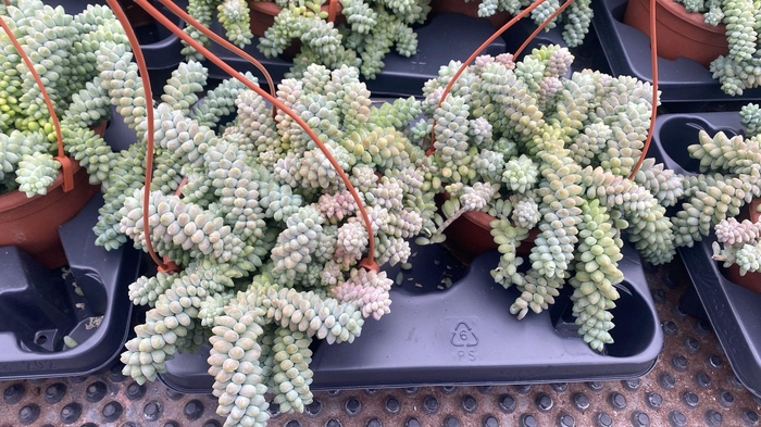 <h4>SEDUM BURRITO</h4>