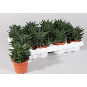 HAWO LIMIFOLIA