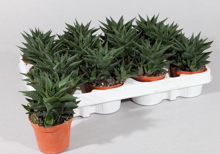 <h4>HAWO LIMIFOLIA</h4>