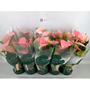 Anthurium andr. 'Sweet Dream'