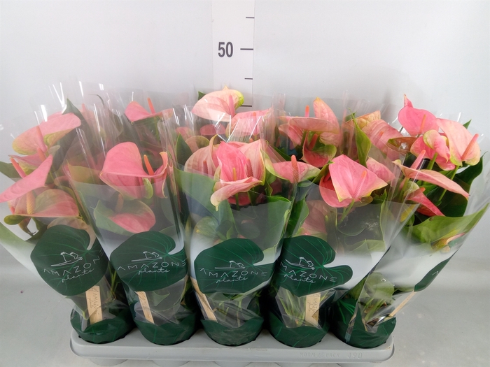 <h4>Anthurium andr. 'Sweet Dream'</h4>