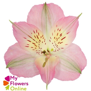 Alstr Light Pink  80cm EC