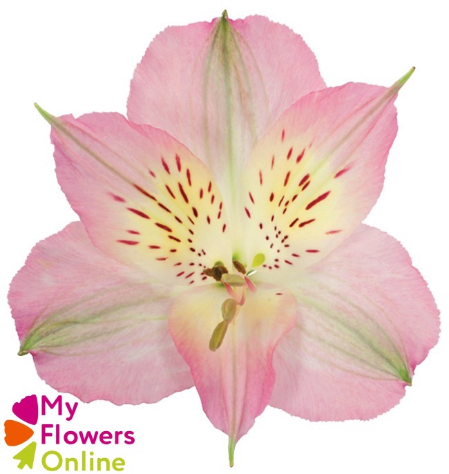 Alstr Light Pink  80cm EC