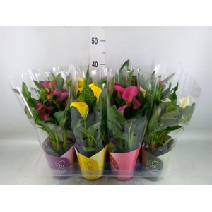 Zantedeschia   ...mix