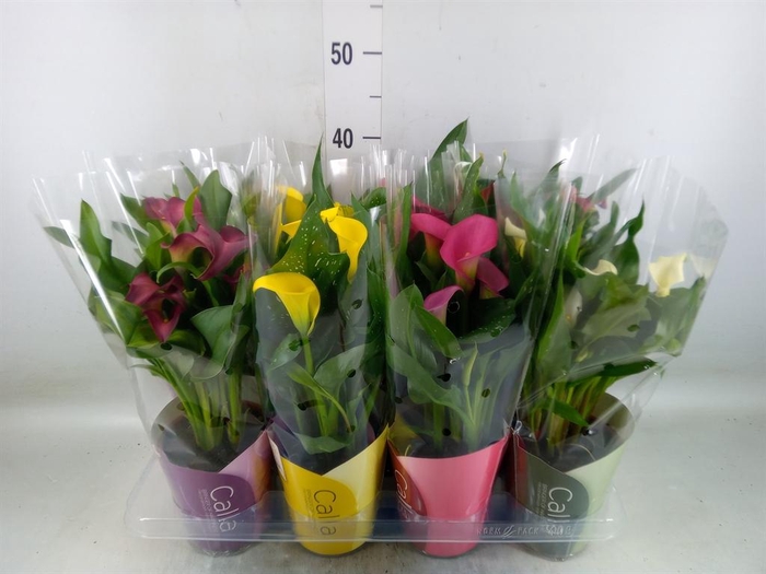 <h4>Zantedeschia ...mix</h4>