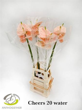 <h4>Anthurium Andreanum Grp Cheers</h4>