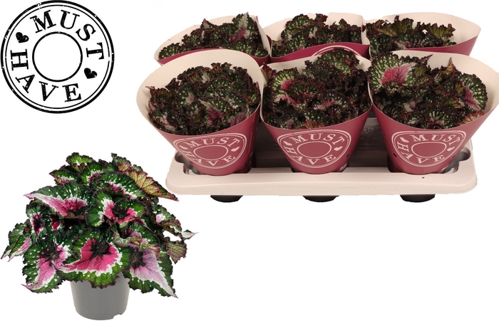 <h4>Bladbegonia Rex Purple Blush MUST HAVE</h4>