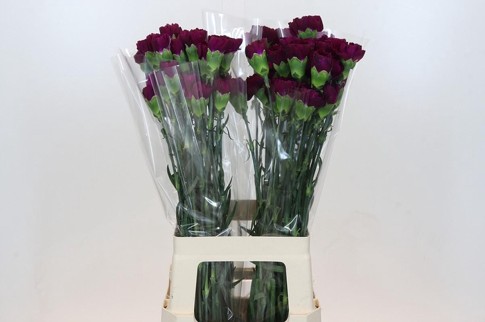 Dianthus St Yukari Violet