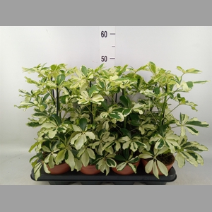 Schefflera arbor. 'Charlotte'