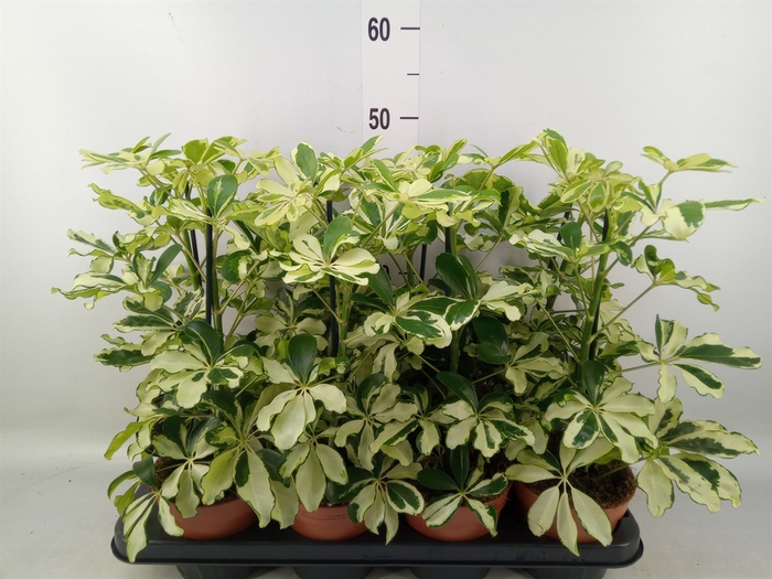 <h4>Schefflera arbor. 'Charlotte'</h4>