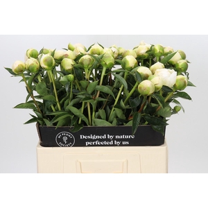 Paeonia Princess Bride