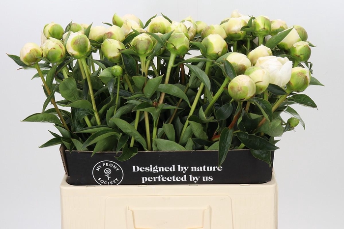 Paeonia Princess Bride
