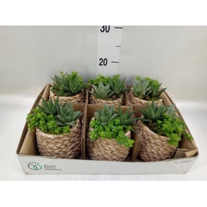 Arr.   Kamerplant Groen L%